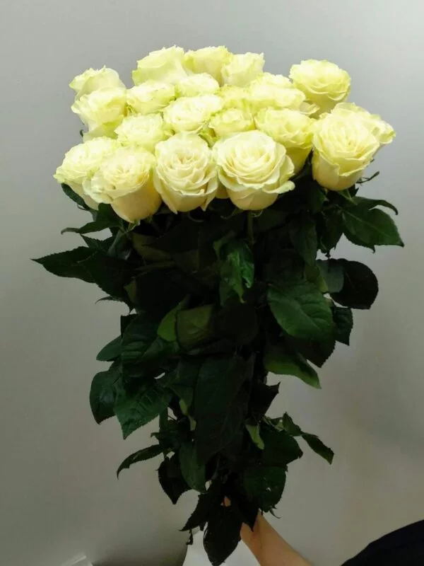 Белая роза Эквадор