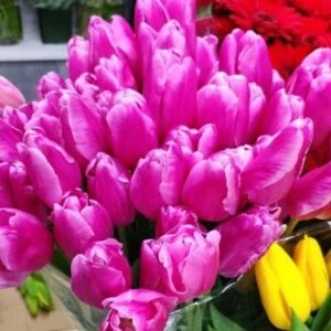 Розовые тюльпаны