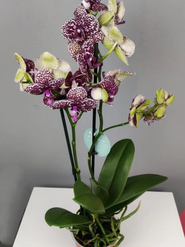 Орхидея бело-фиолетовая 2 веточки
